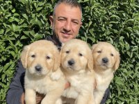 Bebek yüzlü golden retriever bebekler