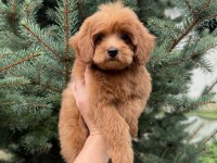 RED MALTİPOO