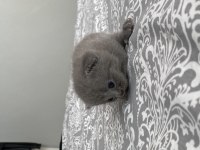 Yavru scottish fold bebeklerimize yuva