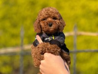 Kilo garantili toypoodle yavrular heryere gönderilir 