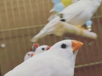 Zebra finch hint bülbülleri klasik ve mutasyon renklerde