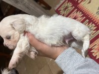 Korekan sıfır Maltese terrier