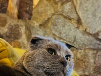 Scottish fold yavrular