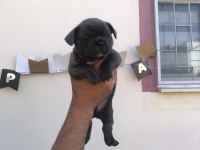 French buldog bebeklerimi yeni yuvalarını arıyor