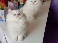 BİRBİRİNDEN GUZEL YAVRU KEDİLER