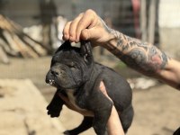 Dev anne baba dan dev cane corso yavrular