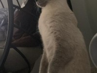 Scottish fold sağlıklı