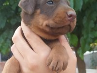 A kalite doberman yavrular