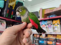 El besleme 3 farklı renk konur papağanı