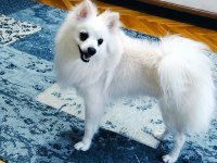 1 Yaşında Spitz Kısır Değil Çipi Ve Karnesi Mevcut