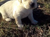 Golden retriever yavrusu köpekler