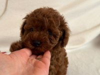Red Brown Toy Poodle Yavrular
