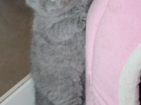 Top kafa a kalite british shorthair bebekler