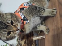 Ücretsiz British Shorthair 1,5 Yaşında