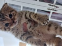 Scottish fold golden tabby