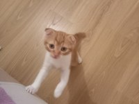 Oyunbaz bıcır scottish fold
