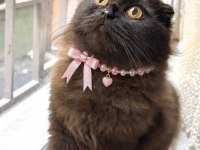 Dark Chocolate Scottish Fold