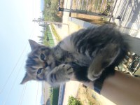Canım british shorthair bebeklerim