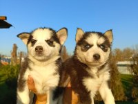 Husky (Sibirya Kurdu) yavrularımız
