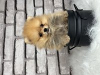 A KALİTENİN ÖTESİ POMERİAN BOO DÜNYASI