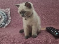 2 aylık erkek british blue point kedimiz