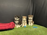 Kutuplardan Gelen Güzellik Alaskan Malamute Yavruları