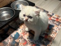 Güzel british longhair bebekler