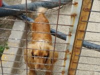 Köpeğimize yeni ailesini arıyoruz