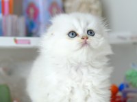 Scottish Fold Longhair Top Kafa Silver Yavrumuz