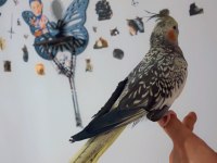 Full evcil dişi sultan papağanı