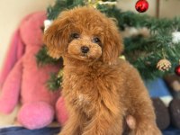 MİNİ POODLE 1.4 KG