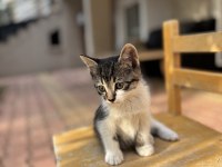 3 Aylık Ücretsiz Yavru Kedimiz