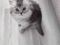 British longhair kedisi sahiplendirme