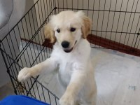 4 aylık dişi golden retriever
