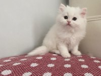 BEYAZ CHINCHILLA YAVRULARI