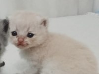 Yavru british shorthair 0-3 aylık