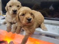 Safkan Golden Retriever Yavrular Irk Sağlık Garantili