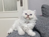 Sadece Aileye British Longhair