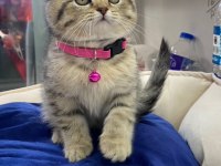 British shorthair yavrumuz