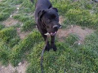 6 Aylık Cane Corso Erkek