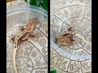 CRESTED GECKO YAVRULAR