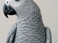 7 AYLIK EVCİL JAKO PAPAĞANI
