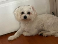 7 aylık maltese terrier