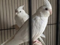Yavru görmüş albino sultan papağanı takımlar