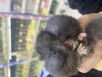 HAMSTER DAİR HERŞEY ANTALYA HAMSTER ÇİFTLİĞİ (BFA)