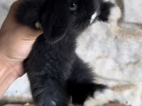 BLUE VE SİYAH MAVİGÖZ HOLLANDA TEDDY LOP TAVŞAN