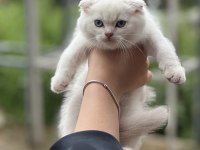 Show Kalite Scottish Fold Yavrum