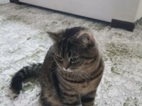 TUVALET EĞİTİMLİ VE KISIR ERKEK KEDİMİZ