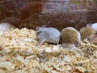 HAMSTERLAR GELDİ
