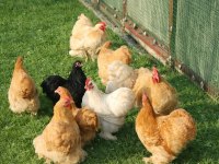 Buff Cüce Cochin Anaç ve Kuluçkalık Yumurta Bulunur